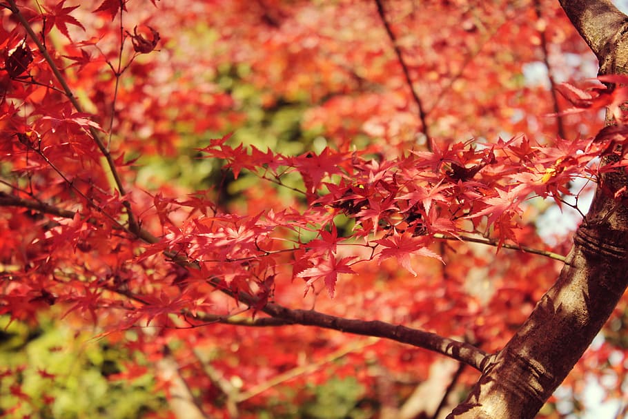 Tilt Shift Photography of Maple tree during Autumn, leaf, nature HD wallpaper