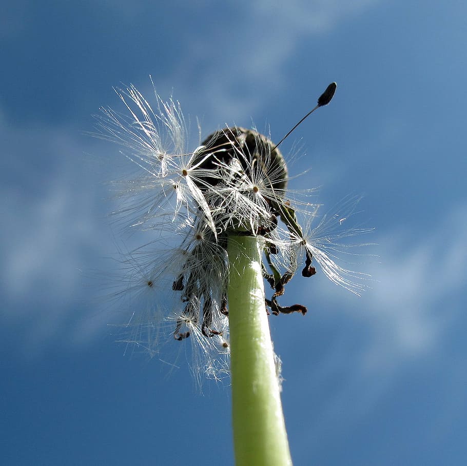 dandelion, low angle shot, close, back light, sky, seeds, macro HD wallpaper