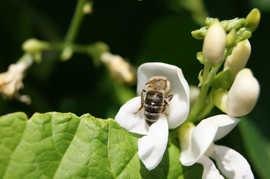 bee, flower bean, summer, white, leaf, close-up, plant, plant part HD wallpaper