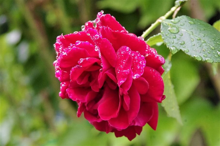 Raindrop, Blossom, Bloom, rose, frisch, garden, emotion, flower HD wallpaper