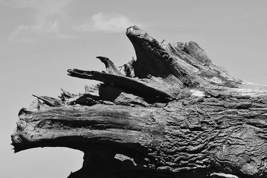 root, uprooted, tree root, log, black white, lying, lying tree trunk HD wallpaper