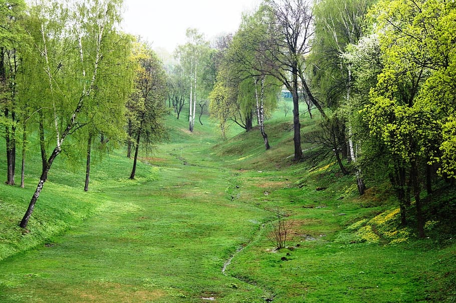 ravine, green, spring, grass, trees, peaceful, tranquil, estate grounds HD wallpaper