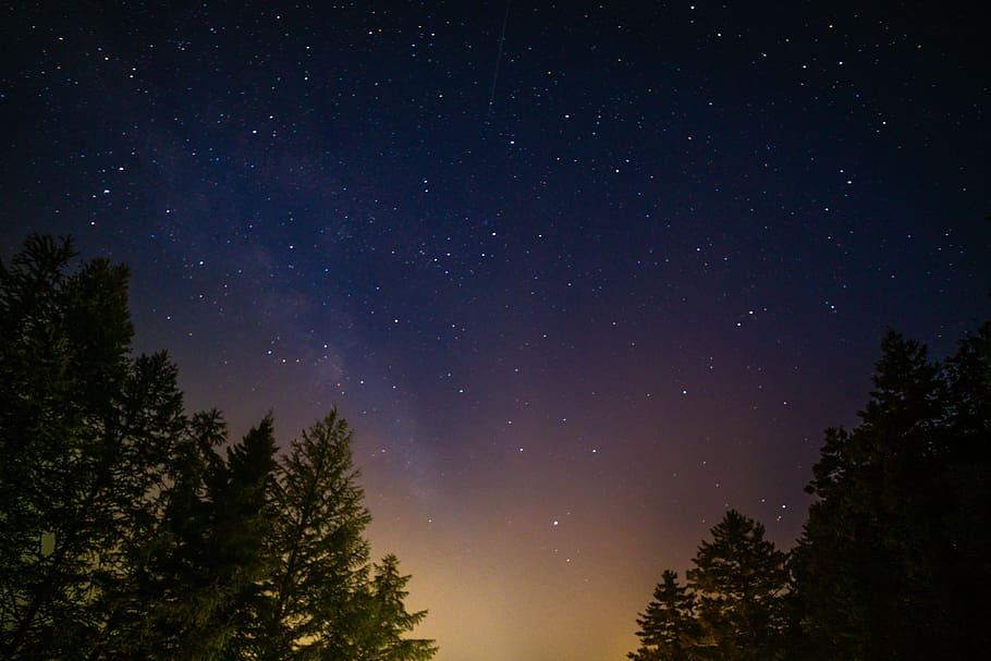 green leafed trees under starry night sky, green trees under starry night sky HD wallpaper