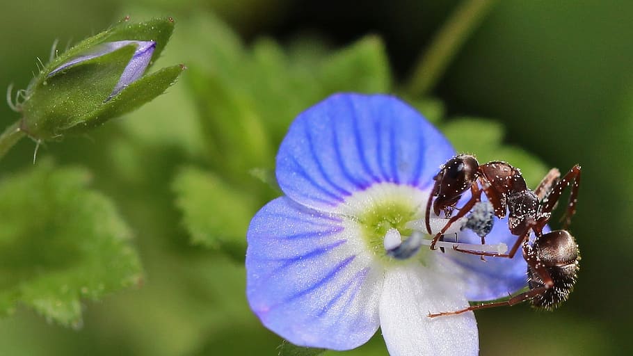 ant, macro, insect, nature, flower, blue, flowering plant, fragility HD wallpaper