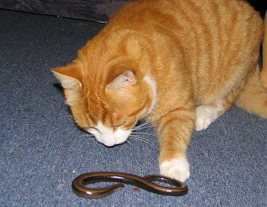 cat, red, mackerel, slow worm, lizard, pets, one animal, animal themes HD wallpaper