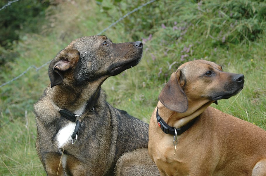 dogs, pets, hybrids, mammal, canine, animal themes, domestic HD wallpaper