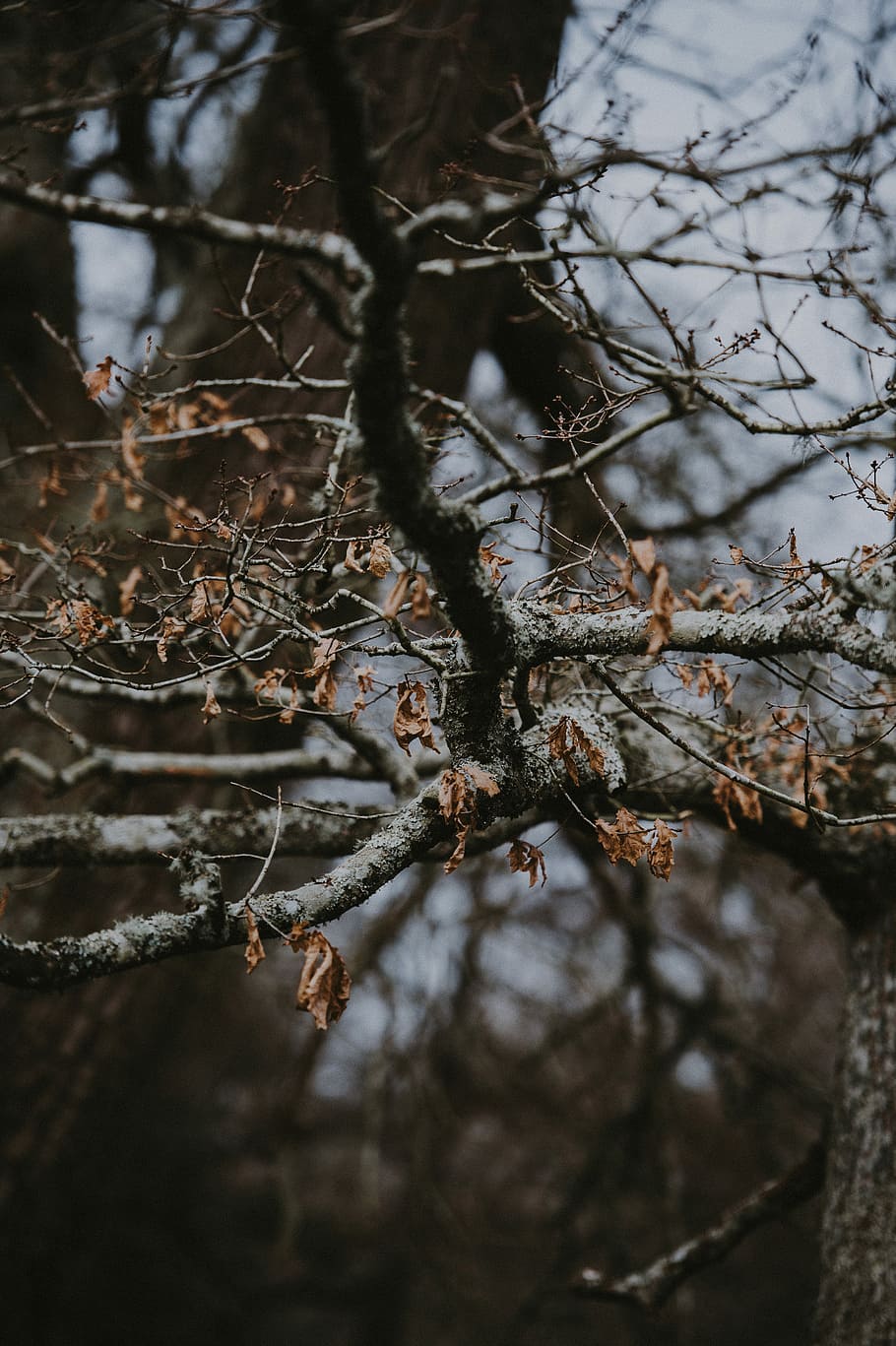 Autumnal Leaves, focus photo of dried leaves at daytime, tree HD wallpaper