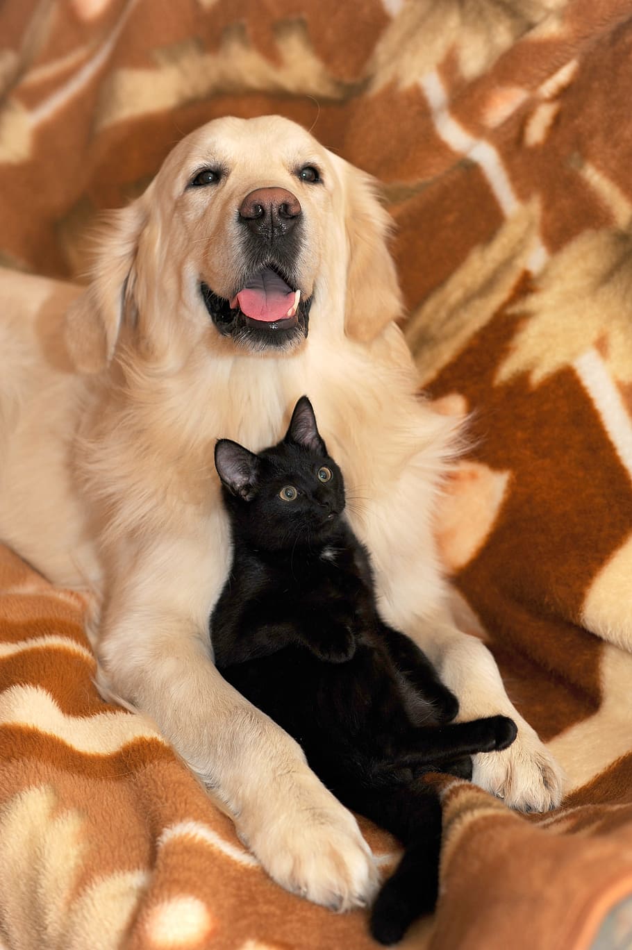 adult golden retriever with black cat on brown textile, dog and cat