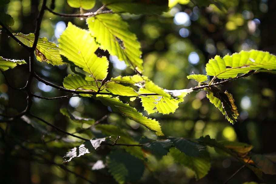 lellaf, autumn, leaves, leaf, plant part, tree, growth, focus on foreground HD wallpaper