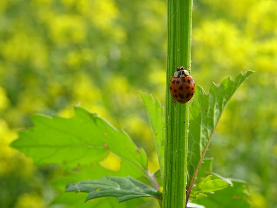 Ladybug, Insect, Nature, Beetle, Mustard, green color, one animal HD wallpaper