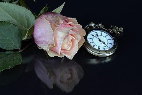 romantic, vintage, petals, leaves, accessory, beautiful, blossom HD wallpaper