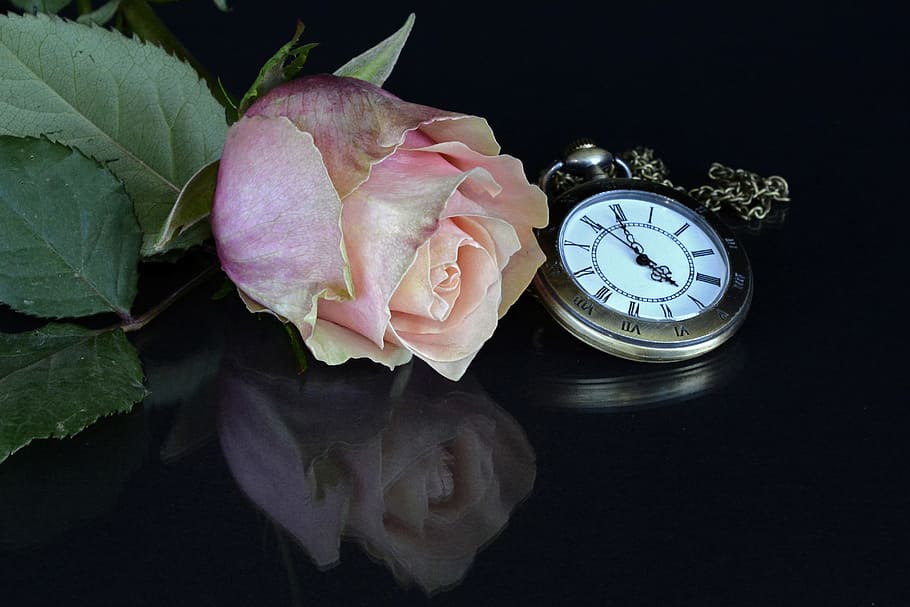 romantic, vintage, petals, leaves, accessory, beautiful, blossom HD wallpaper