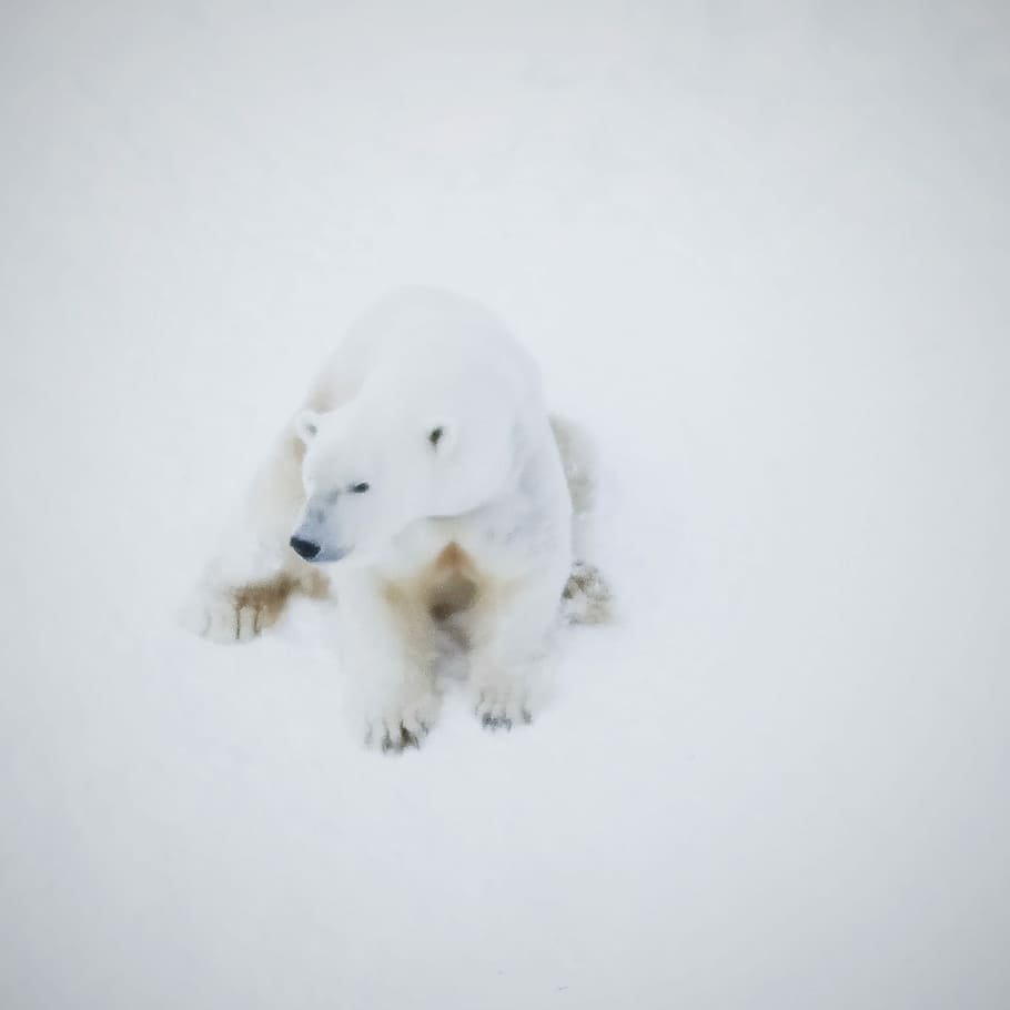 White on white, polar bear on white snowfield, winter, cold temperature HD wallpaper