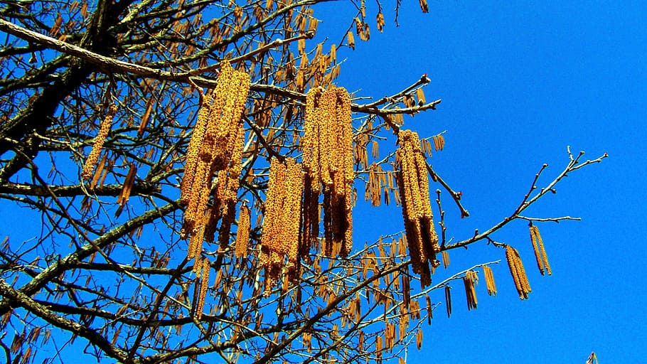 hazel, spring, nature, blue, sky, low angle view, clear sky HD wallpaper