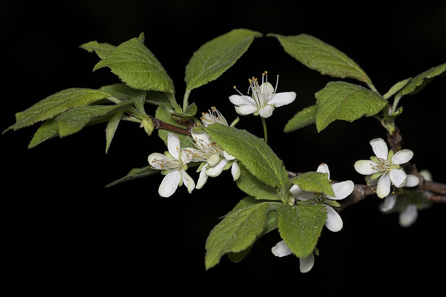 flower, bloom, tree, apple tree, spring, fruit tree, white flower HD wallpaper