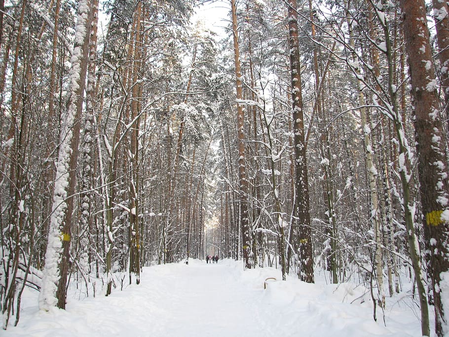 forest, winter, sky, branch, nature, snow, winter forest, cold HD wallpaper