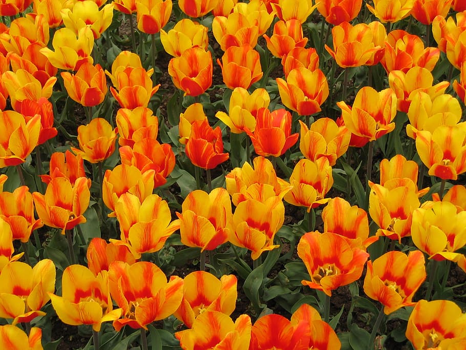tulips, colors, flowers, spring, flowering plant, fragility HD wallpaper