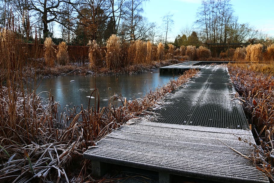 pond, winter, ice, water, tree, plant, nature, no people, day HD wallpaper