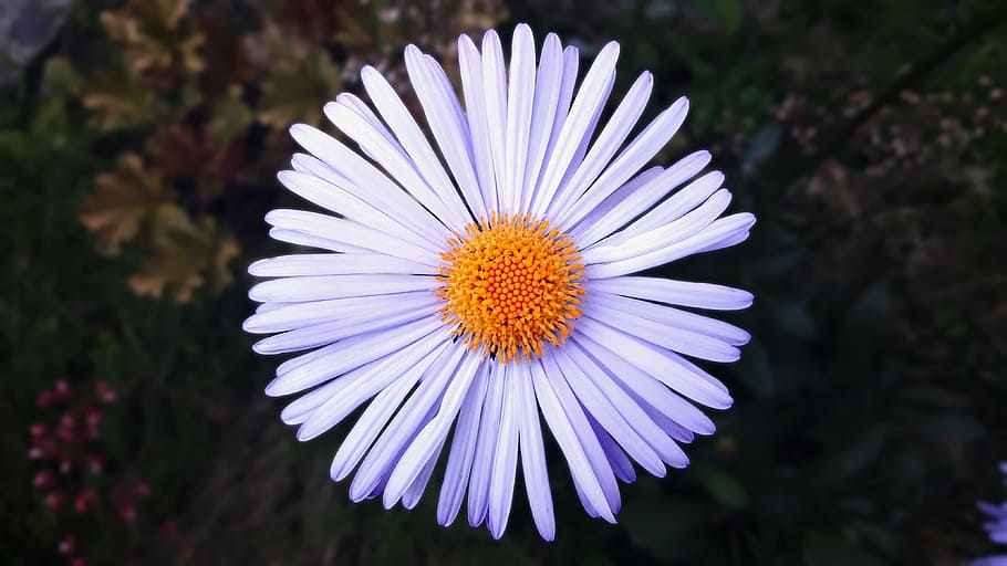 flower, bright, circle, flowers, nature, macro, bright colors HD wallpaper