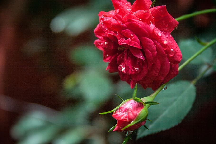 rosa, button, plant, garden, wild, nature, spring, phytotherapy HD wallpaper