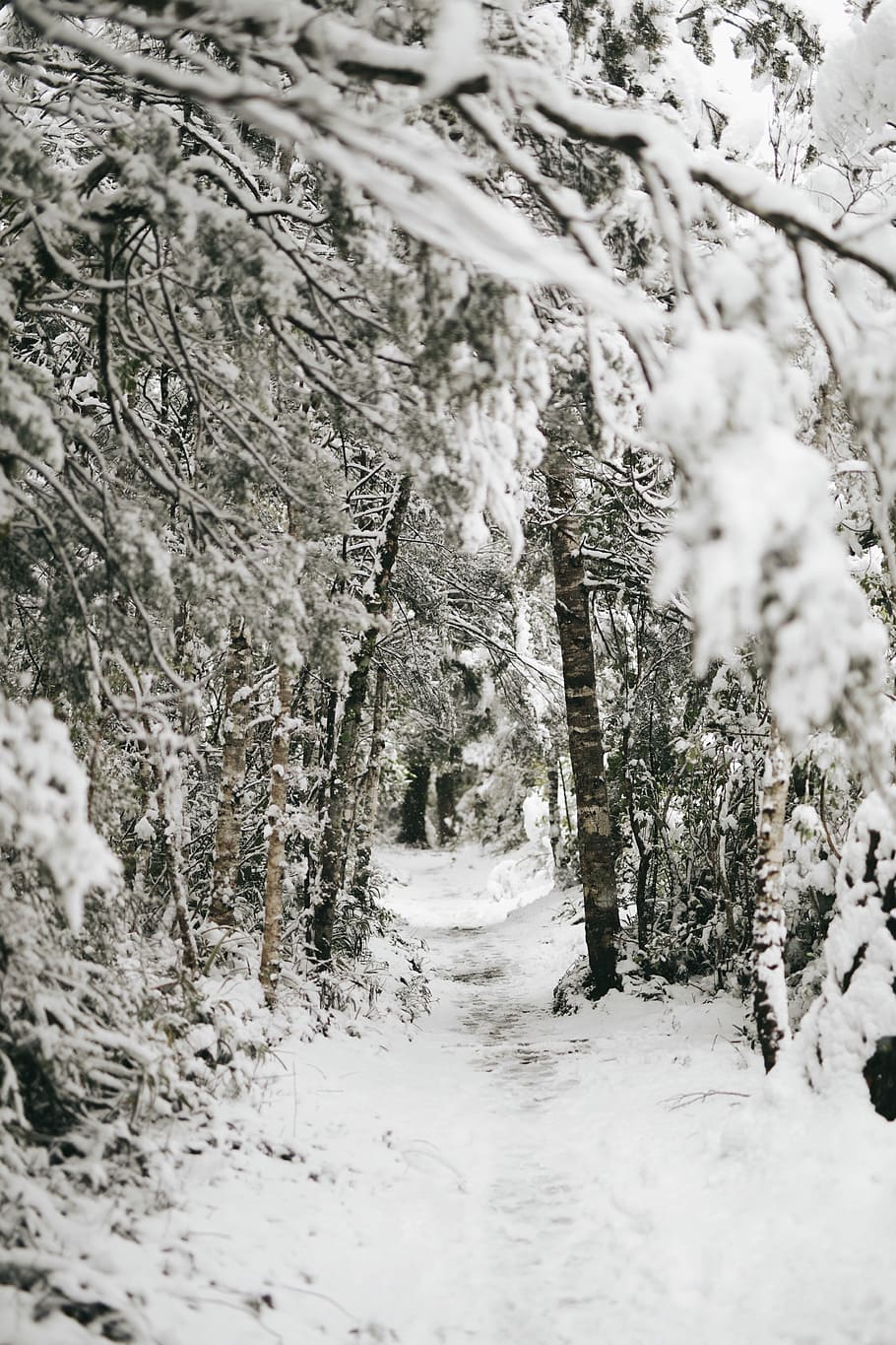 trees covered by snow, snow-covered land photography, forest HD wallpaper