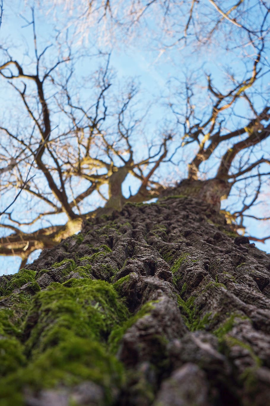 wood, forest, log, moss, nature, tree, outdoors, branch, plant HD wallpaper