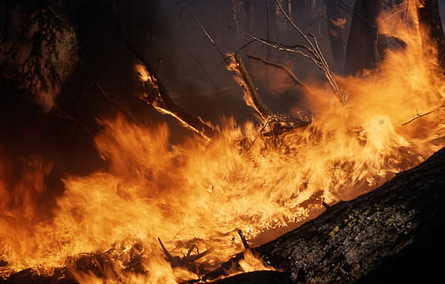 wild fire, wildfire, flames, hot, burning, heat, dangerous HD wallpaper