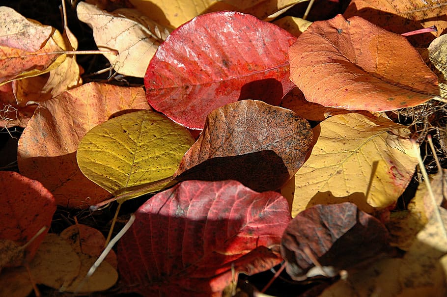 leaves, fall, colors, autumn, leaf, nature, season, yellow HD wallpaper