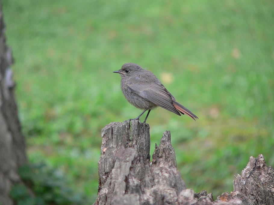 Redstart, Winged, Feathered, Birds, launchy, nature, one animal HD wallpaper