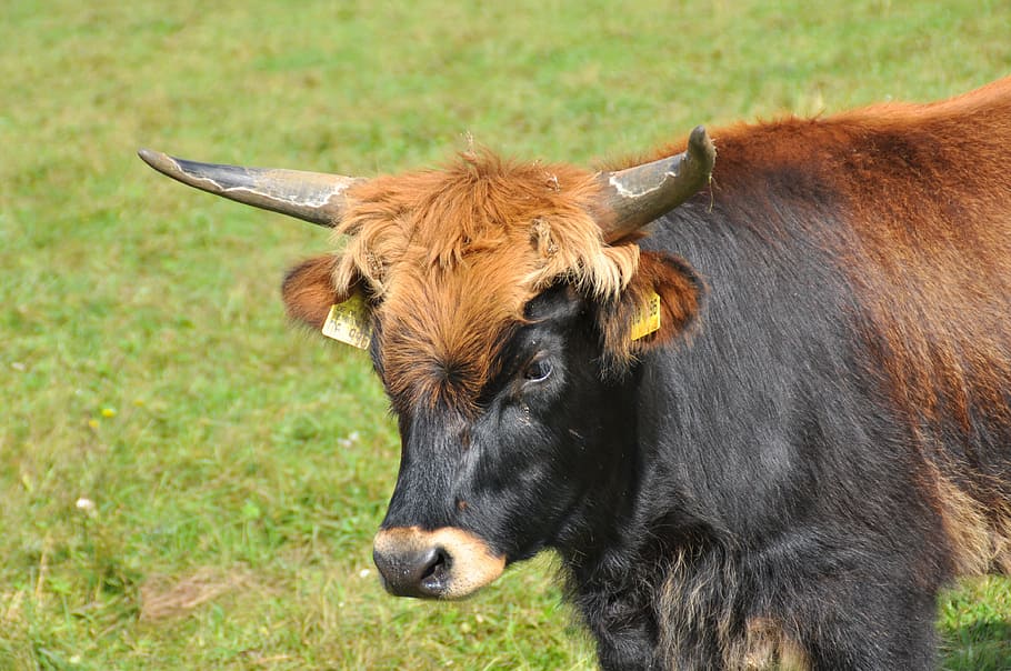 aurochs, animal, horns, cattle, beef, mammal, animal themes