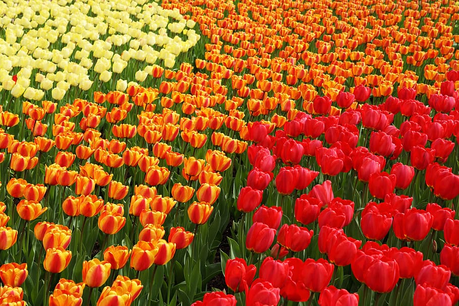 red, orange, and yellow tulip flower field, bed, bloom, blossom HD wallpaper