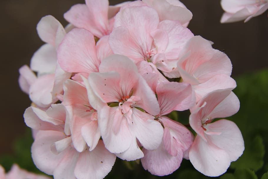flowers, white, spring, flowering plant, fragility, vulnerability HD wallpaper