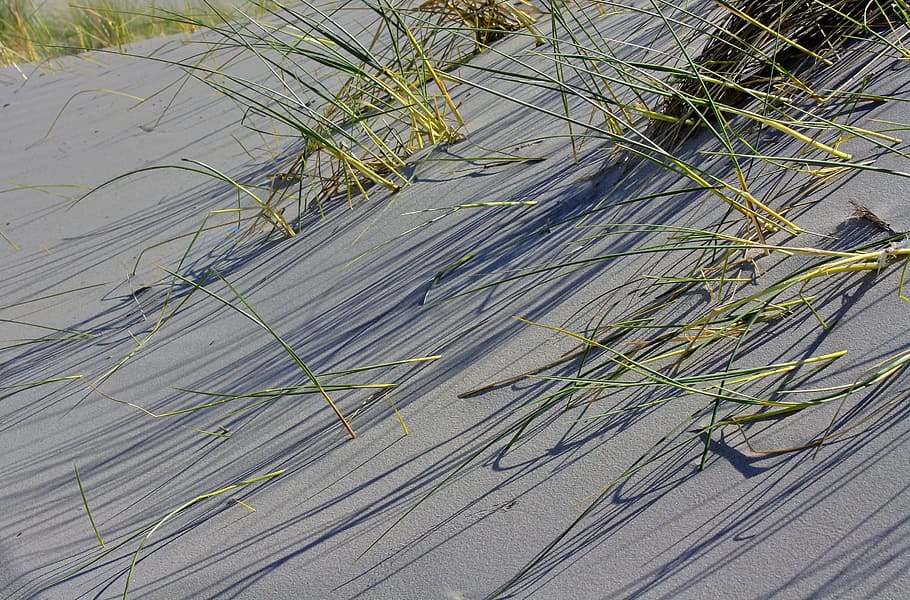 dunes, grass, island, sand, beach, nature, summer, travel, water HD wallpaper
