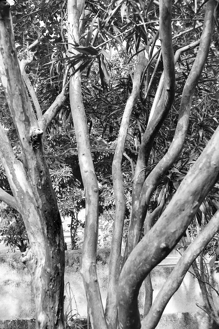 tree, abstract, back and white, nature, haunted, lonely, sad HD wallpaper