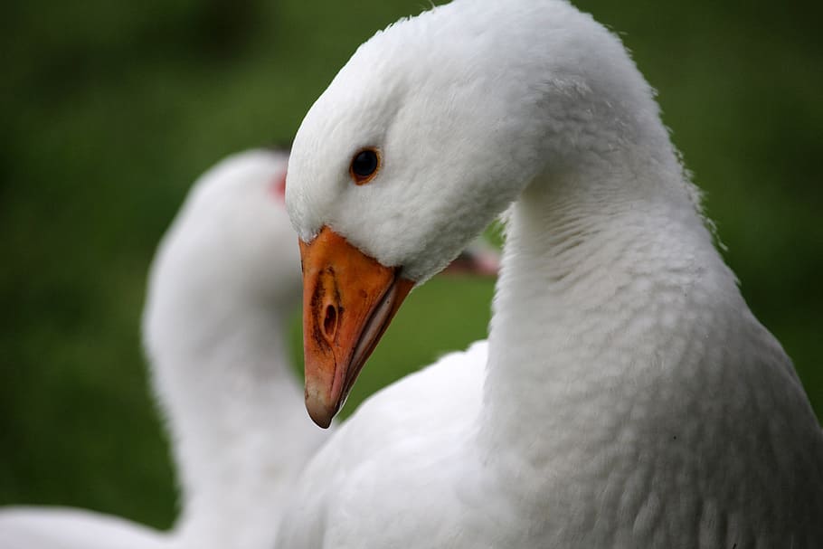 goose, white, head, meadow, bio, grass, detail, animal, animal themes HD wallpaper
