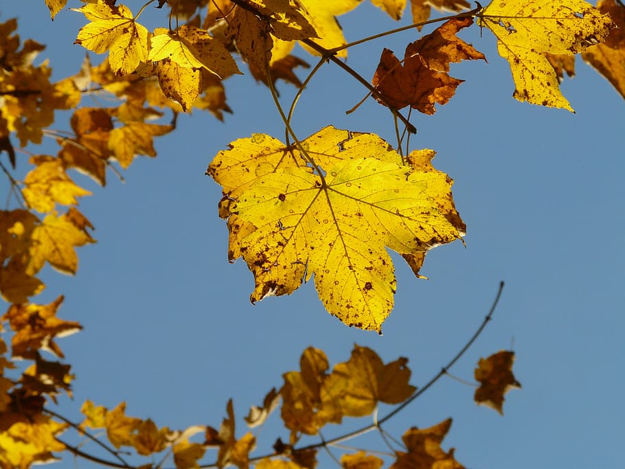 Mountain Maple, Acer Pseudoplatanus, deciduous tree, golden autumn