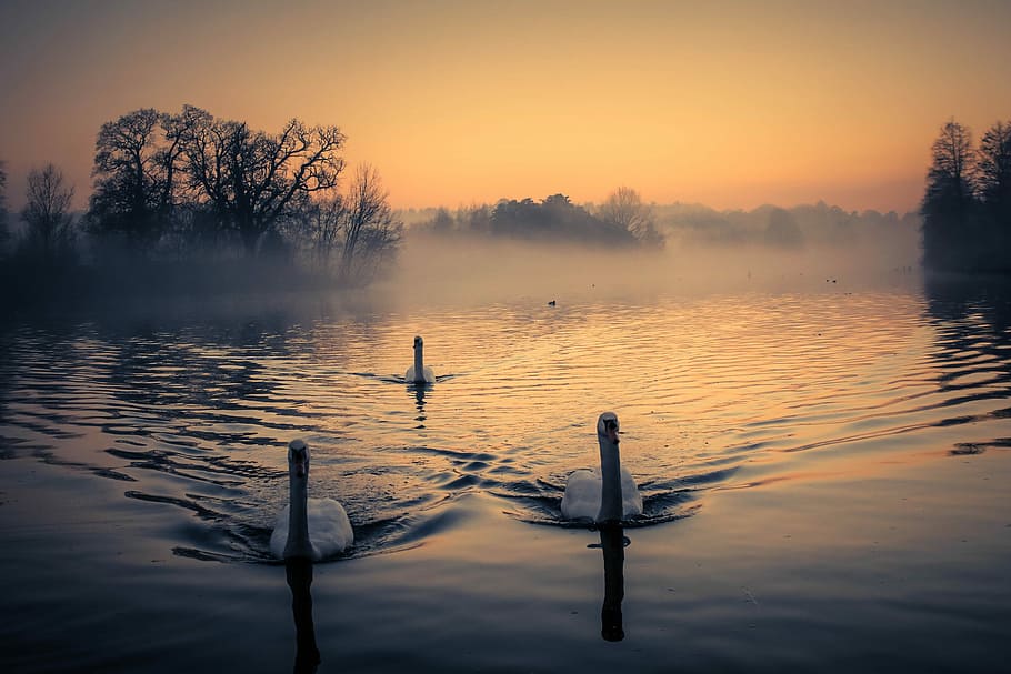 three swans swimming on body of water during golden hour, mist HD wallpaper