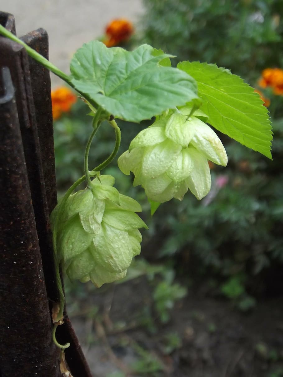 hops, leaves, garden, plant, growth, plant part, leaf, close-up, HD wallpaper