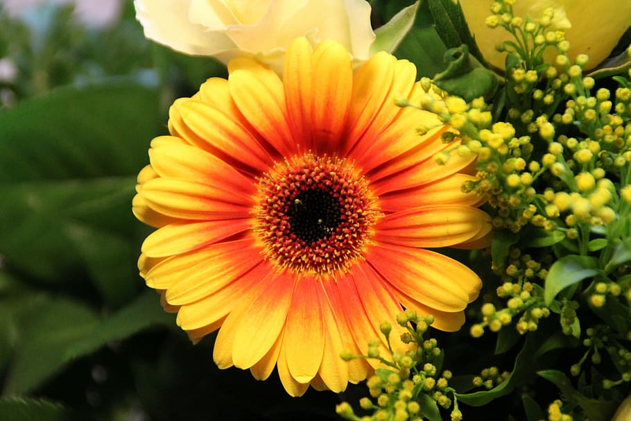 gerbera, orange, yellow, flower, blossom, bloom, schnittblume HD wallpaper
