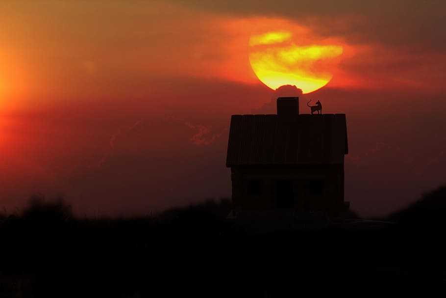 home, cat, sunset, sky, cloud, orange color, building exterior HD wallpaper