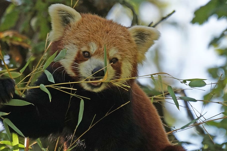 panda, climber, purry, cute, animal themes, animal wildlife HD wallpaper