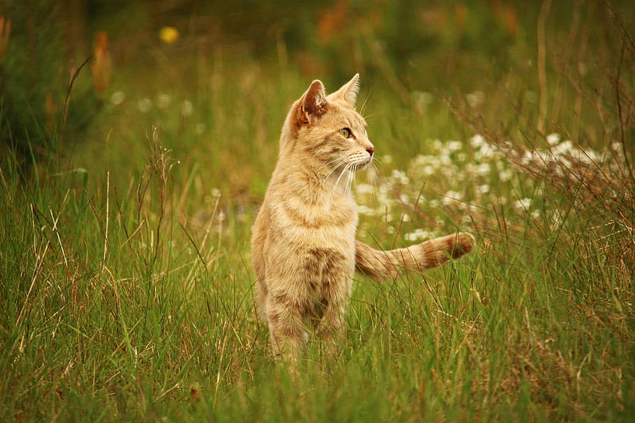 short-fur brown cat on the field at daytime photography, kitten HD wallpaper