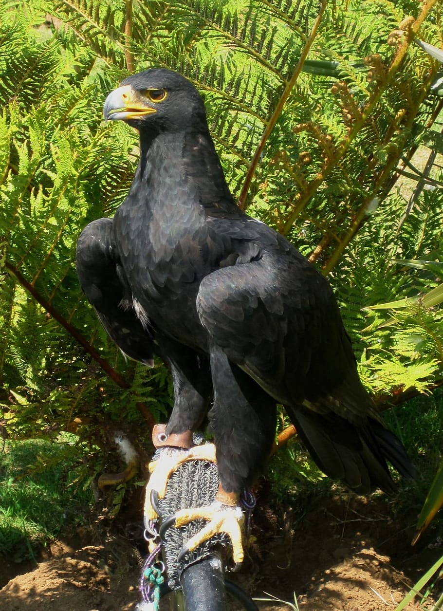 bird, prey, eagle, black, captive, wildlife, feather, raptor HD wallpaper