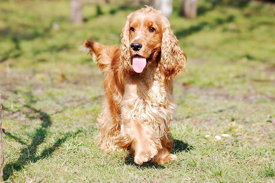 Cocker Spaniel English, Cocker Spaniel, coker, dog, doggy, it lies HD wallpaper
