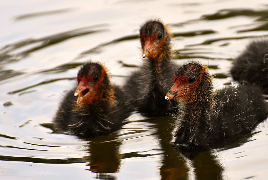 three black birds on body of water during daytime, coots, chicks HD wallpaper