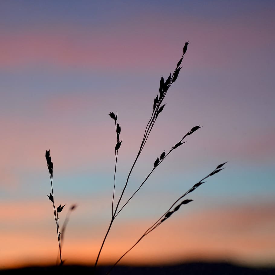 grain, sky, sunset, nature, bird, plant, beauty in nature, no people HD wallpaper