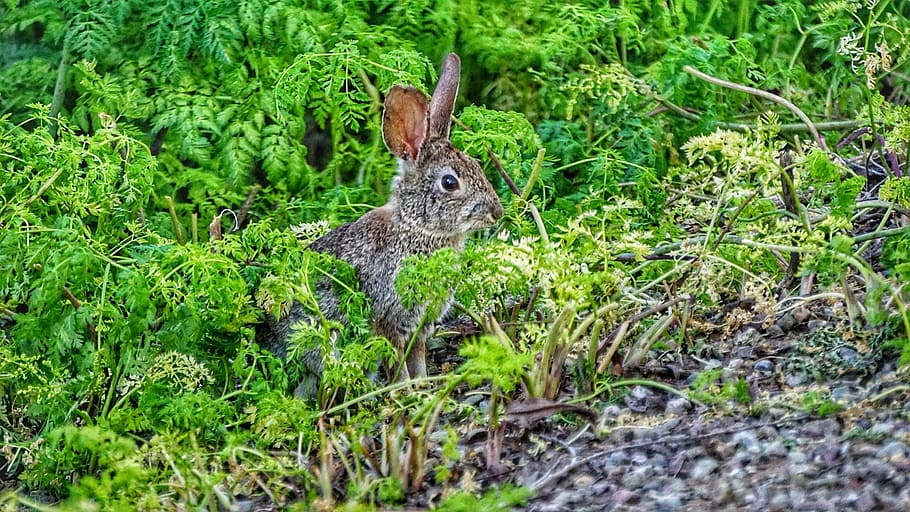 hare, rabbit, bunny, animal, wildlife, nature, natural, one animal HD wallpaper