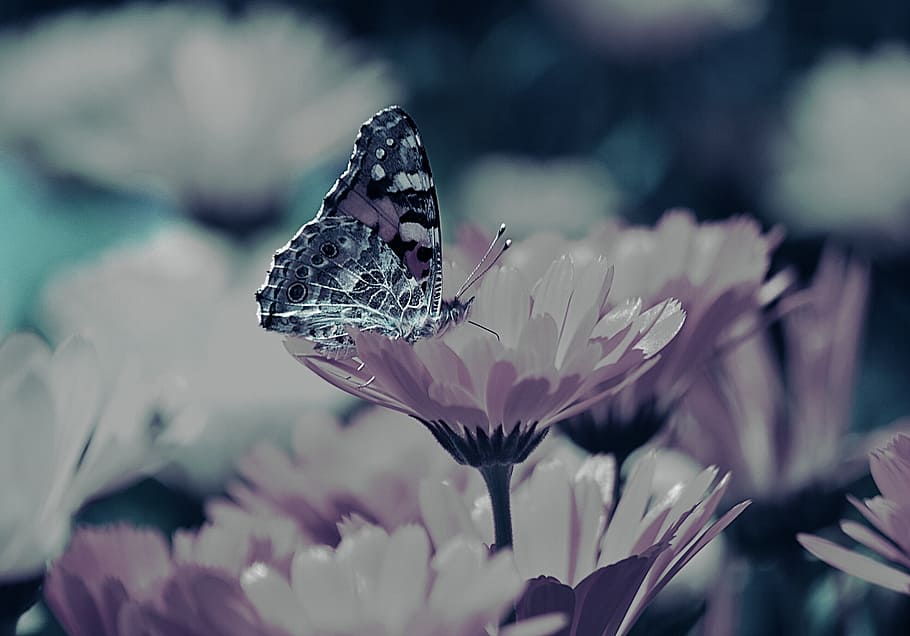 green and purple butterfly perching on petaled flower, flowers HD wallpaper