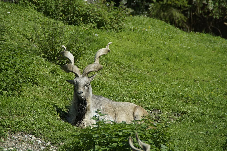 capricorn, alpine ibex, concerns, cozy, horns, animal, meadow, HD wallpaper
