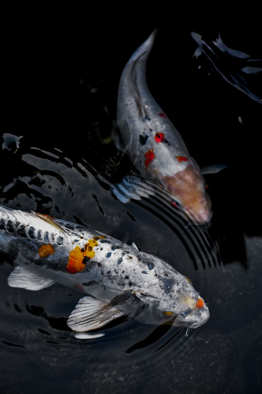 Free download Two Koi Fish Free iPhone Wallpaper HD iPhone Wallpaper  Gallery [640x960] for your Desktop, Mobile & Tablet | Explore 50+ Koi Fish  Free Live Wallpaper | Koi Fish Wallpapers, Koi